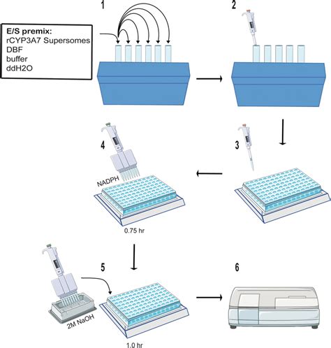 High Throughput Screening Fluorescent Assay Flowchart 1 Prepare Es Download Scientific