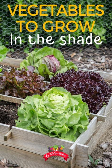 Vegetables That Grow In The Shade The Kitchen Garten