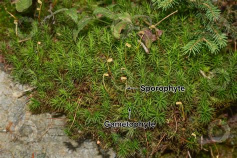 Polytrichum sp. - Polytrichum sp. - Bryophyta (Mosses) - Botany - Photos