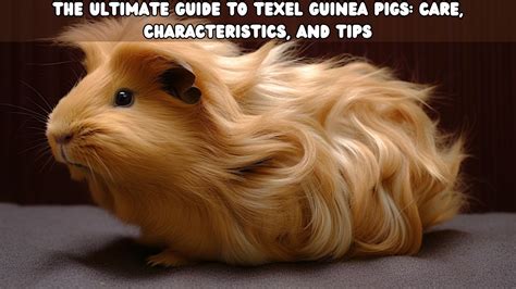 Texel Guinea Pig Guide Care Traits Tips