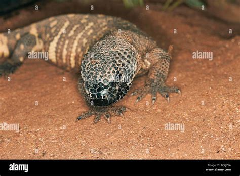 Beaded Lizard Heloderma Horridum A Venomous Specy Stock Photo Alamy