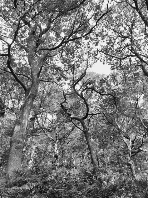 Monochrome High Contrast Image Of Dense Forest With Ferns Grass And