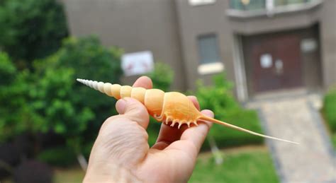 Large Rare Natural Conch Shells Long Snails Dafa Screw Secret Etsy