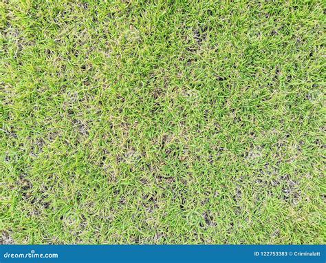 Green Grass Surface Background Stock Image Image Of Lawn Plant 122753383