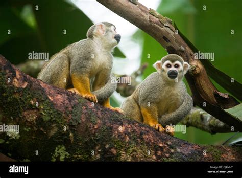 Squirrel monkeys, Saimiri, Central Suriname Nature Reserve, Suriname ...