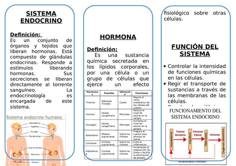 309966066 Triptico Sistema Endocrino Sistema Endocrino Definición Es