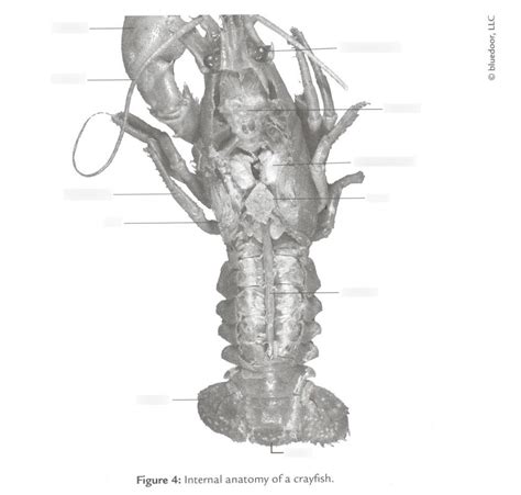 Crayfish Internal Anatomy Diagram Quizlet