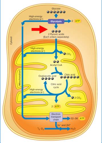 Exercise Physiology Bioenergetics Part 3 Flashcards Quizlet