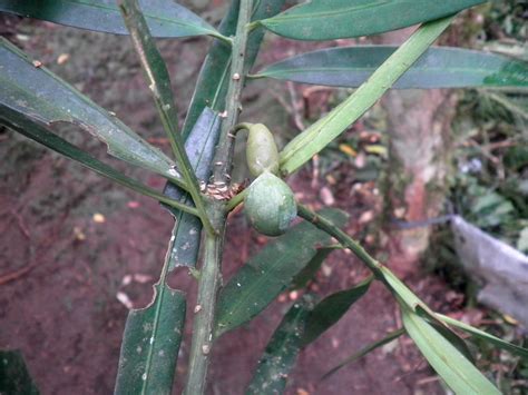 Podocarpus Rumphii Podocarpaceae Image At Phytoimages Siu Edu