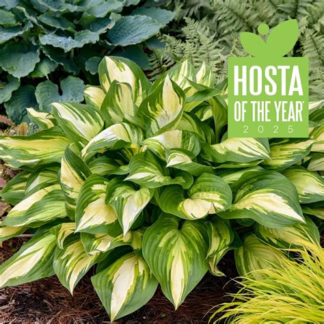 Hosta Miss America 5 25 Pot Well Rooted Perennial Shade 2025 Hosta Of