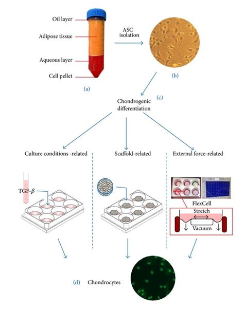 Concepts Of The Chondrogenic Differentiation Of Ascs A Human