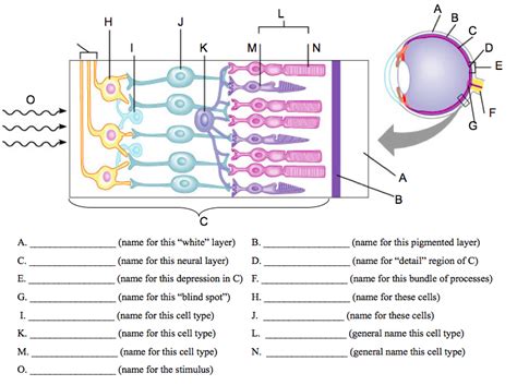 Diagram 5 Diagram | Quizlet 