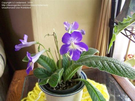 Plantfiles Pictures Cape Primrose Bristol S Party Girl Streptocarpus By Av Ocd Girl