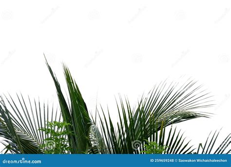 Coconut Leaves On White Isolated Background For Green Foliage Backdrop