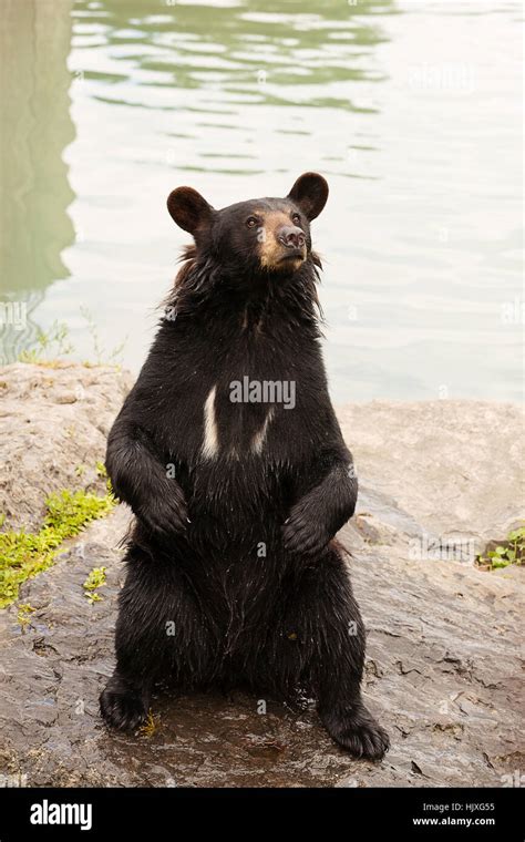 Bear sitting up hi-res stock photography and images - Alamy
