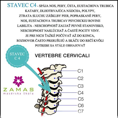 Stavce a o čom nám rozprávajú...Stavec C4 - Zamas masérska škola | Facebook