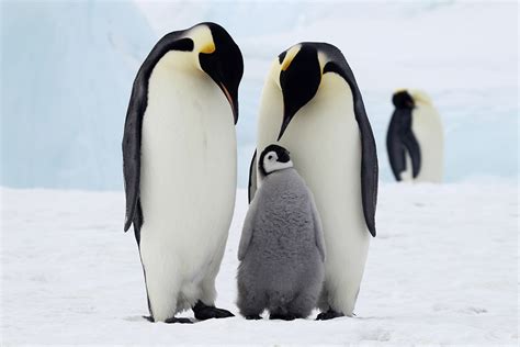 Adaptation | Earth Science | Visionlearning