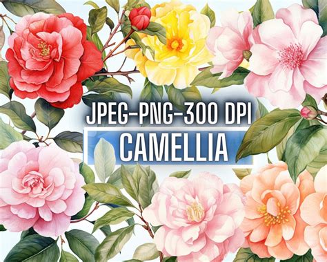 34 Watercolor Camellia Flower Clip Art Bundle Pink Camelia Etsy