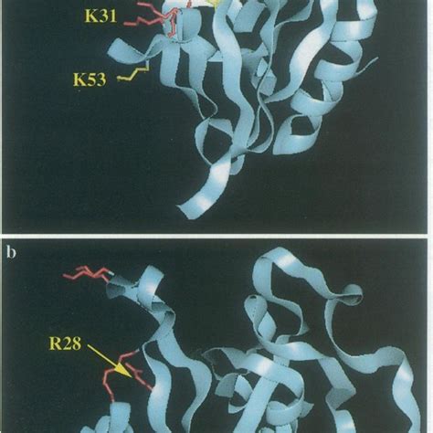 Structure Of The Dynamin Ph Domain A And Predicted Model Of The Btk