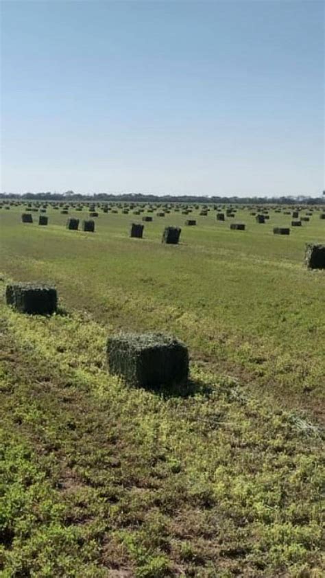 Fardos De Alfalfa Y Rollos Agroads