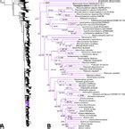 Additions To The Phylogeny Of Colubrine Snakes In Southwestern Asia