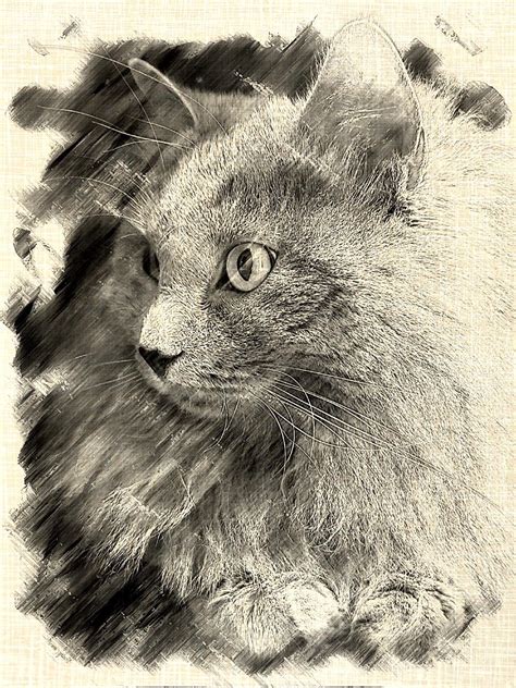 Turned A Photo Of My Cat Into A Drawing Using An App I Forget Which