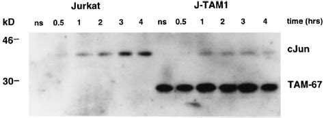 TAM 67 Expression Inhibits Induction Of CJun Protein Cells Were