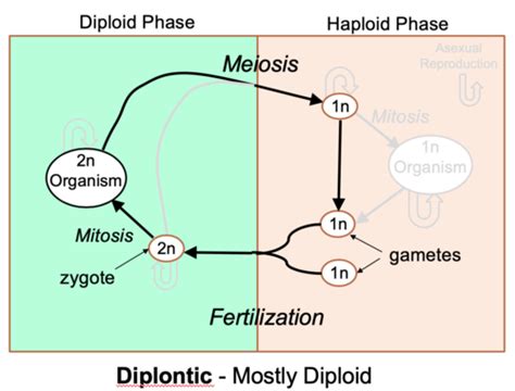 Exam 3 Biology Flashcards Quizlet