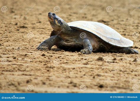 Arrau Turtle Podocnemis Expansa Stock Image Image Of Amazon