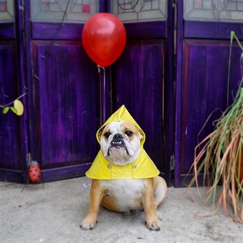 Wag!'s Dog Halloween Costume Contest Lets You Vote On The Cutest Pups All Dressed Up