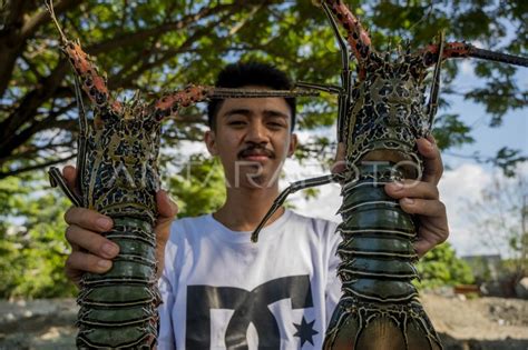 Larangan Ekspor Benih Lobster Antara Foto