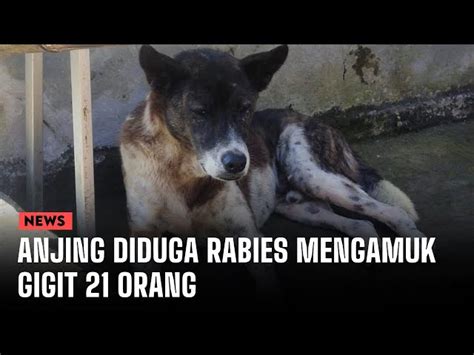 Anjing Diduga Rabies Mengamuk Gigit Orang Buleleng Catat