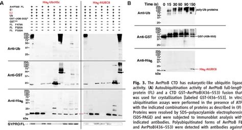 Overall Structure Of The Avrptob Ctd Domain A Domain Structure Of Download Scientific