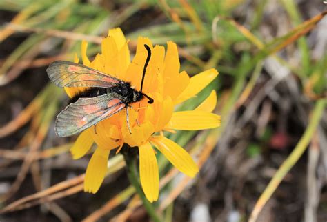 Zygène des sommets Tälligrat Uri CH 20210819 38 Zygaena Flickr