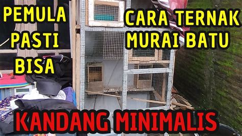 Cara Ternak Murai Batu Kandang Minimalis Seadanya Dijamin Berhasil