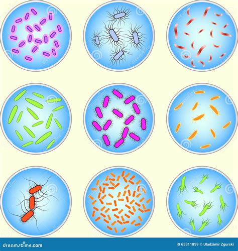 Stiliserad Bild Av Olika Typer Av Bakterier Vektor Illustrationer