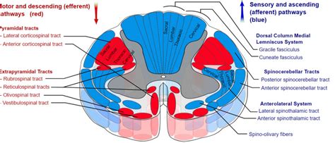 Neuroanatomy Extrapyramidal System Statpearls Ncbi Bookshelf