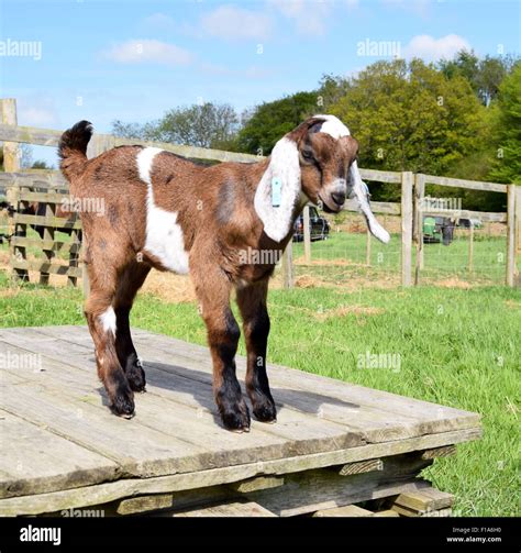 Anglo Nubian Goat Kid On An English Farm Stock Photo Alamy