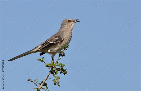 Mockingbird Singing