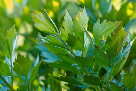 Lubczyk Ogrodowy Levisticum Officinale Przepisy Lecznicze I Przepis Na