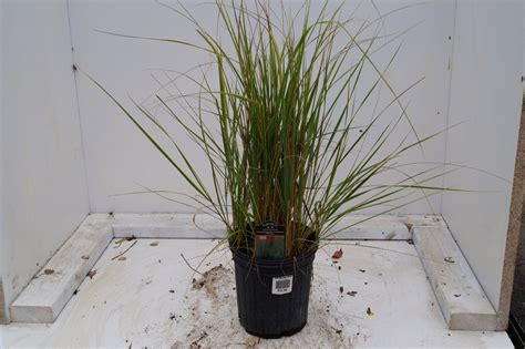 Feather Reed Grass Overdam — The Cottage Gardens Lansing