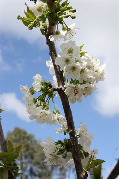 Free Images Tree Nature Branch Blossom Berry Flower Bloom Food