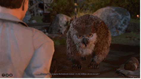 How to Get the Owlbear Cub: BG3 (Baldur's Gate 3)