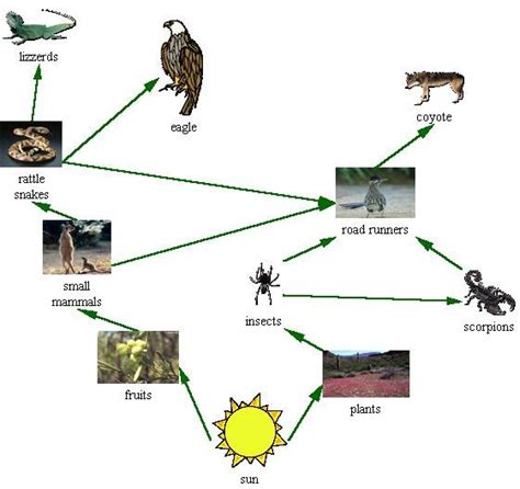 Sahara Desert Biome Food Web Food Webs Welcome To The Desert A