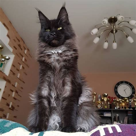 Pin On Maine Coon