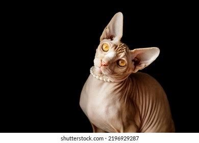 Cute Cat Breed Sphinx Naked Cat Stock Photo 2277522459 Shutterstock