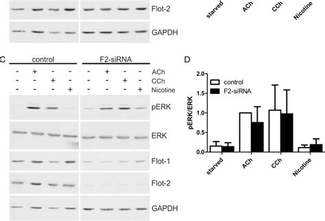 Flotillin 1 Knockdown Impairs Cholinergic Signaling Towards ERK HaCaT