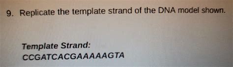 9. Replicate the template strand of the DNA model | Chegg.com