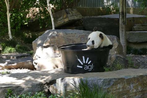 Pandas to stay for another five years at Adelaide Zoo