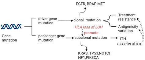 Intratumoral Heterogeneity In Lung Cancer Encyclopedia Mdpi